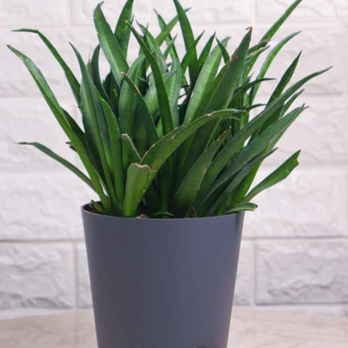 Sansevieria Lilliput (Snake Plant) Live Plant (Home & Garden)