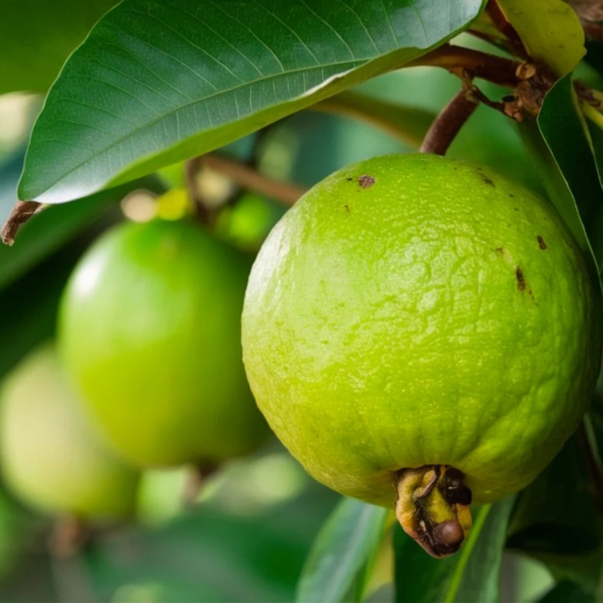 Thailand Guava ( Psidium guajava ) Fruit Live Plant (Home & Garden)