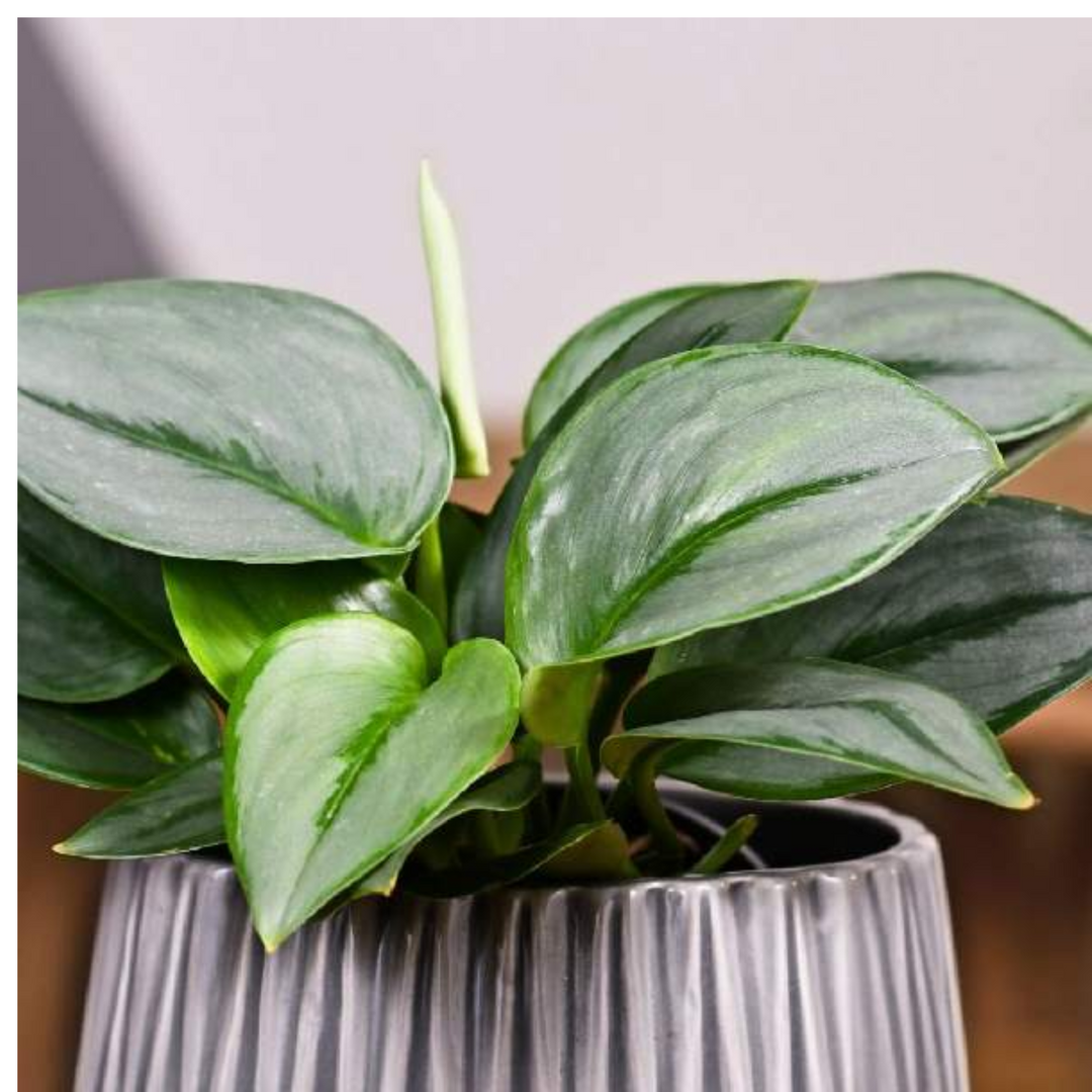 money plant silver Money Plant Silver (Epipremnum aureum) Hanging With Pot (Home & Garden –  Hug A Plant