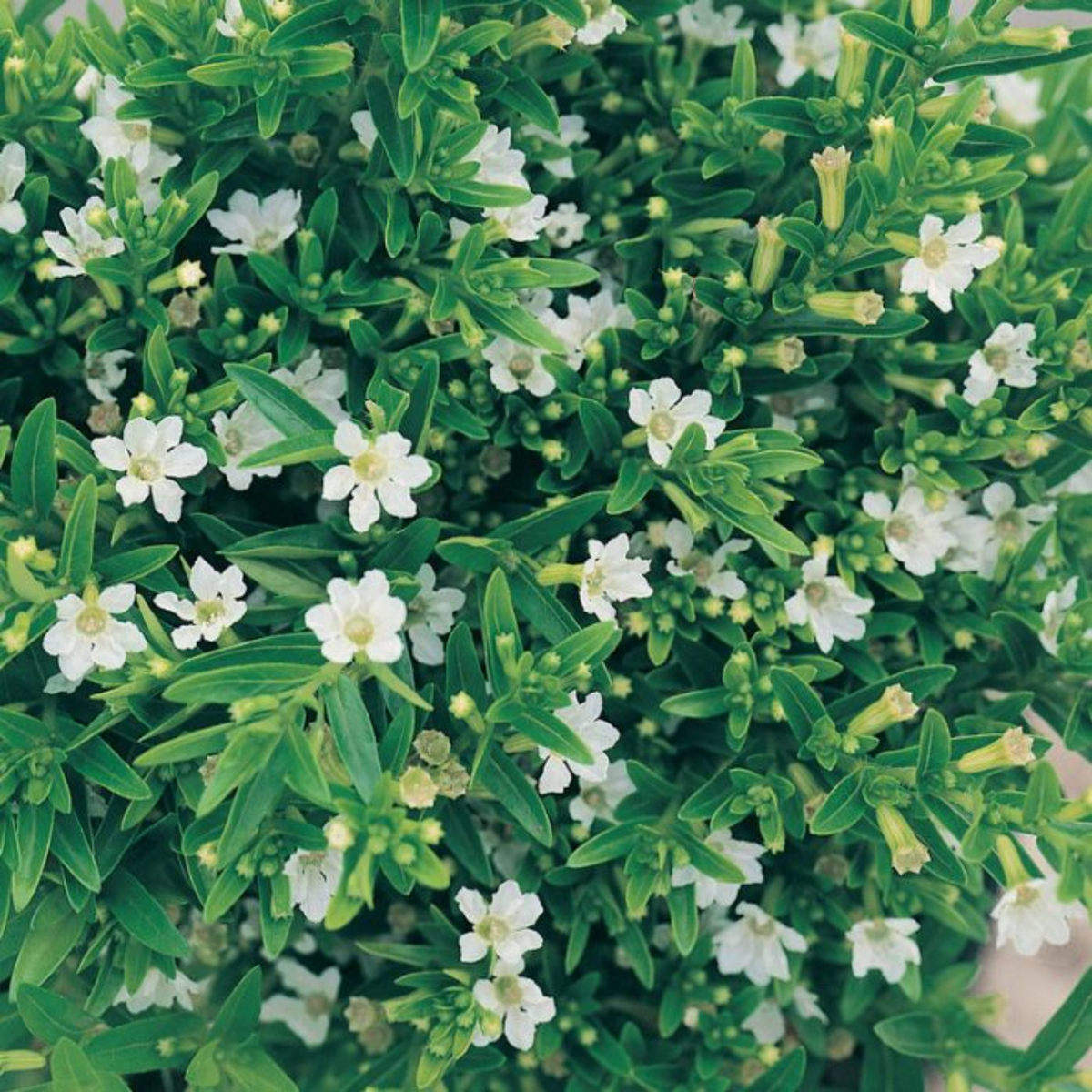 Khufiya Small | Cuphea Hyssopifolia (Kufiya) (White) Mexican Heather | False Heather Flowering/Ornamental Small Live Plant (Home & Garden)