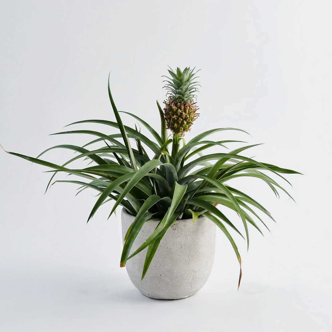 pineapple plant indoor Ornamental Pineapple (Ananas comosus) Ornamental Fruit Plant (Home & G –  Hug A Plant