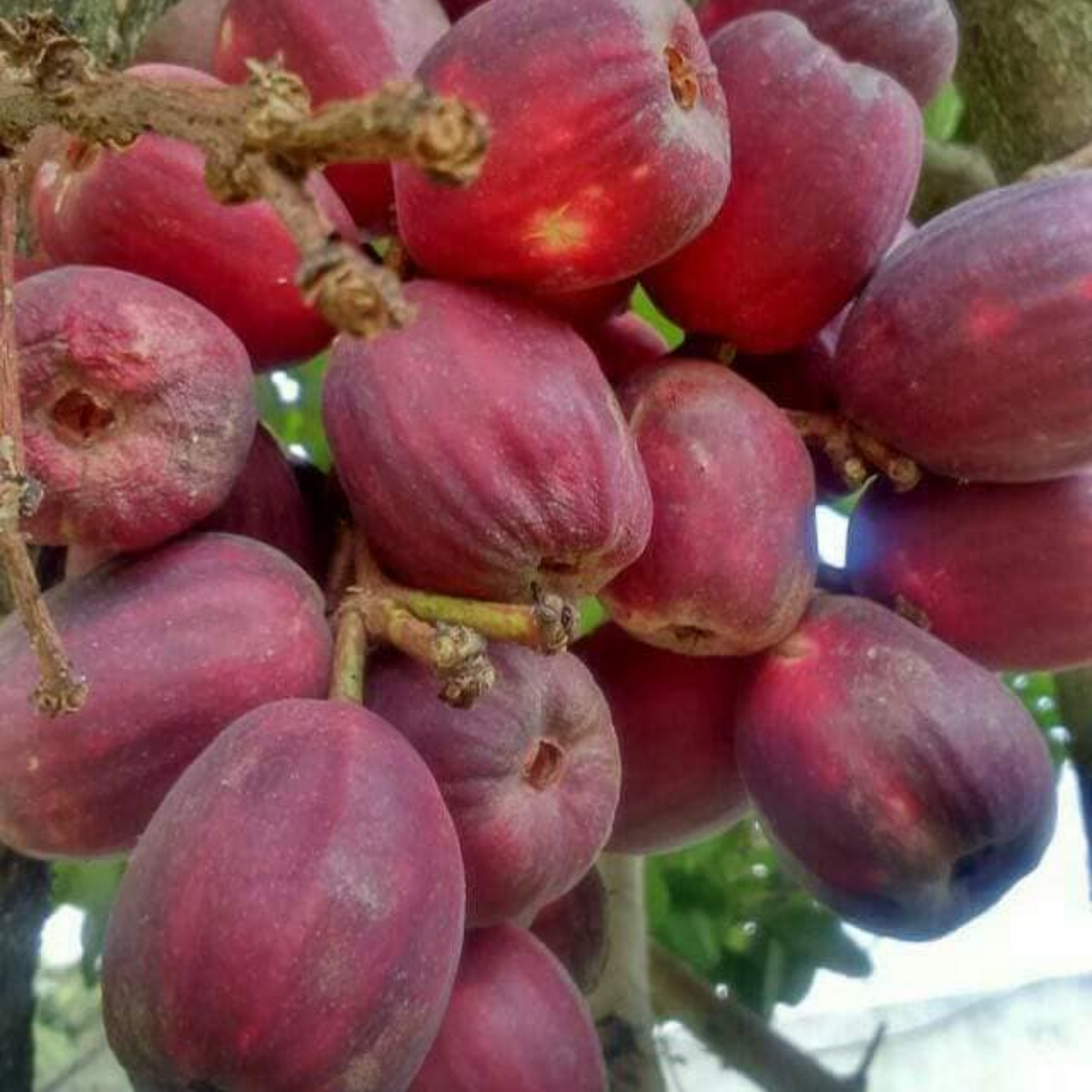 Jambu Bira Fruit (Syzygium Sp) Seedling Fruit Live Plant (Home & Garden)