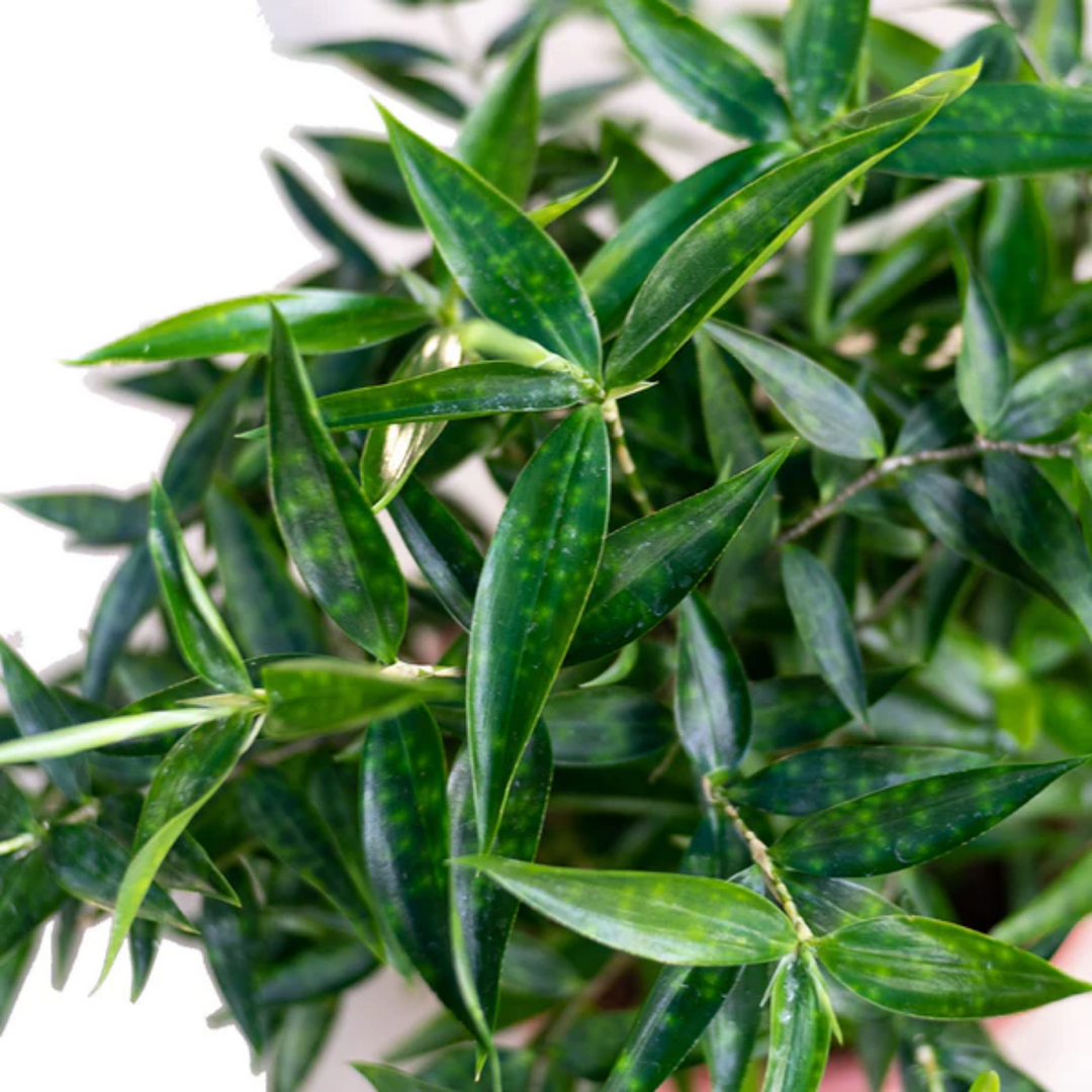 dracaena japanese bamboo Japanese Bamboo'Gold Dust' / Creeping Milky Bamboo (Dracaena Surculosa – Hug A Plant