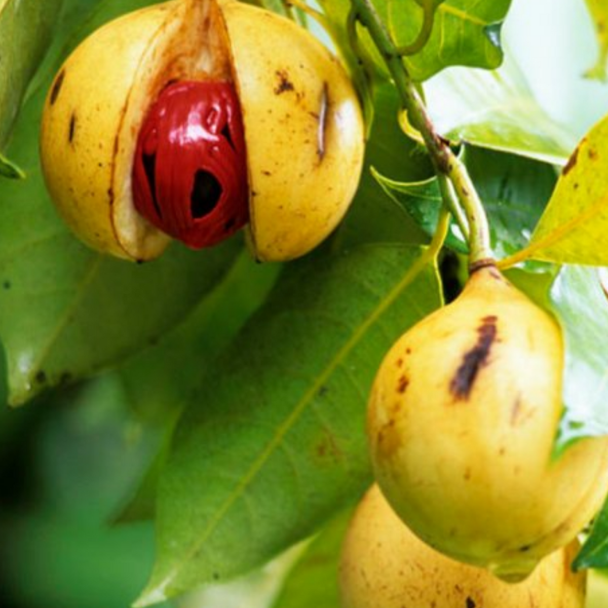 Nutmeg / Jaathi (Seedling) ( Myristica fragrans ) Fruit/Medicinal  Live Plant (Home & Garden)