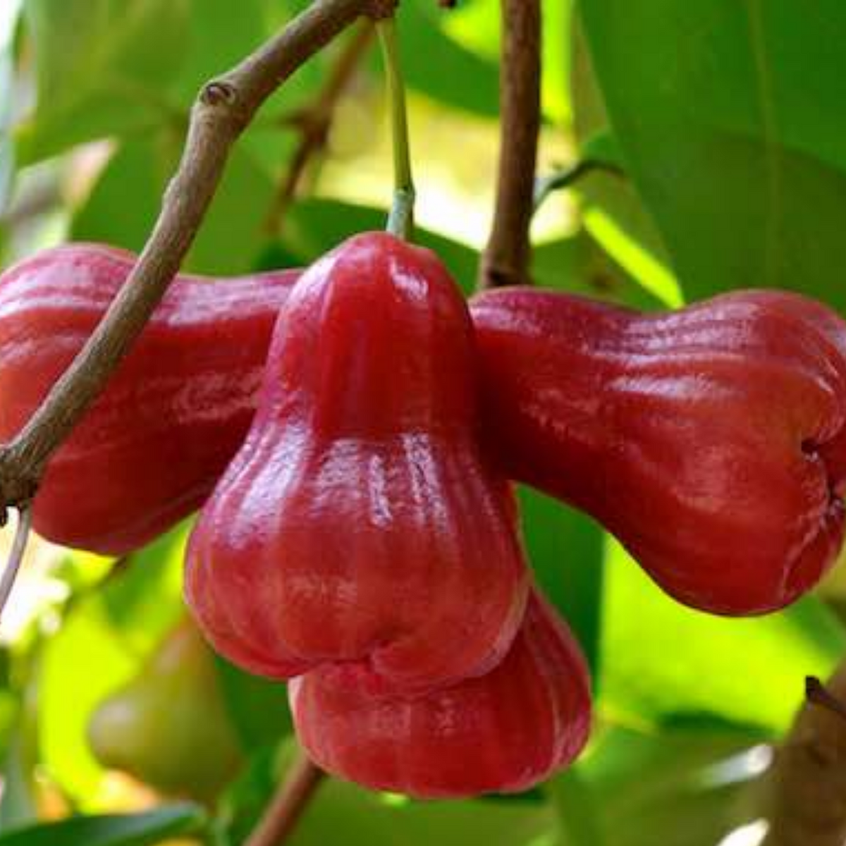 Rose Apple / Rose Java Apple (Syzygium jambos) Fruit Live Plant (Home & Garden)