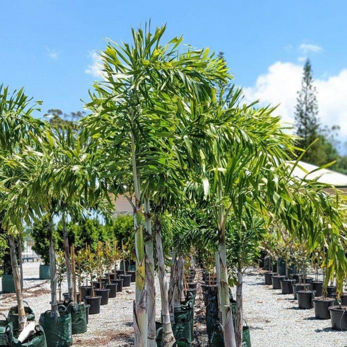 Foxtail Palm (Wodyetia Bifurcata) In Lafayette, Louisiana (LA) At All Seasons Nursery