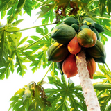 Papaya(Carica papaya) Seedling Fruit Live Plant (Home & Garden)