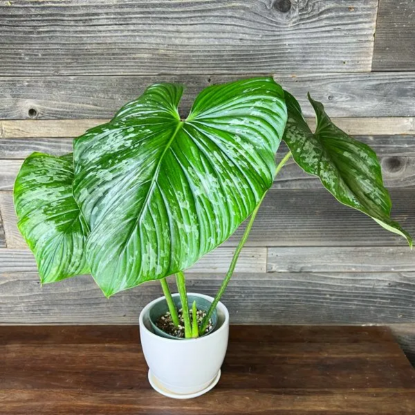 caring for an philodendron mamei Philodendron Mamei Silver Ornamental Live Plant (Home & Garden) – Hug A  Plant