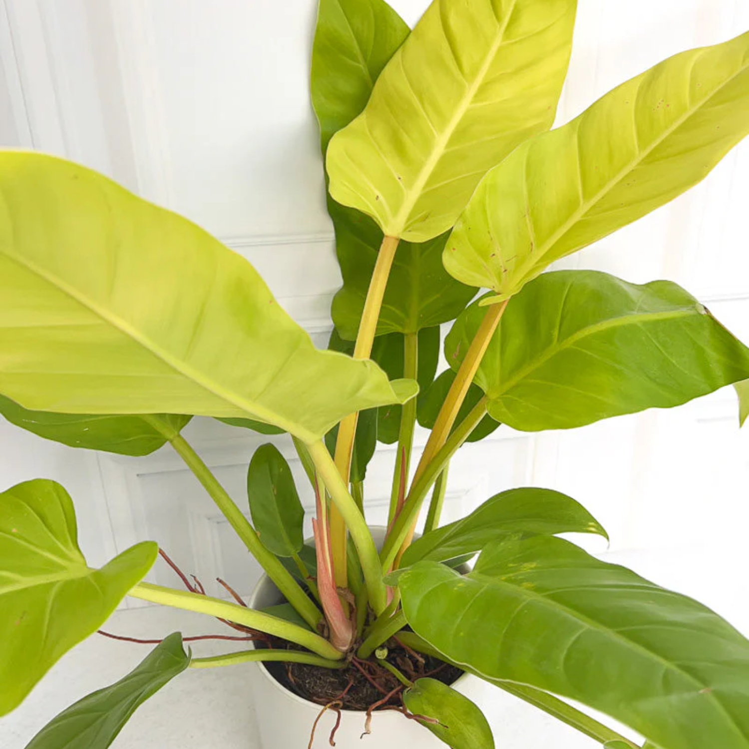 Philodendron Golden Melinonii Live Plant in 5 inch Pot  (Home & Garden)