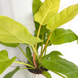 Philodendron Golden Melinonii Live Plant in 5 inch Pot  (Home & Garden)