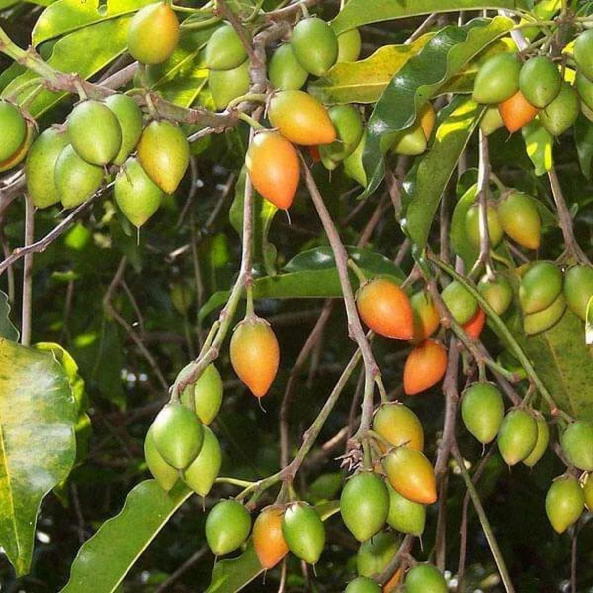 Elanji Plant / Spanish cherry / Maulsari Medicinal Live Plant Home & Garden