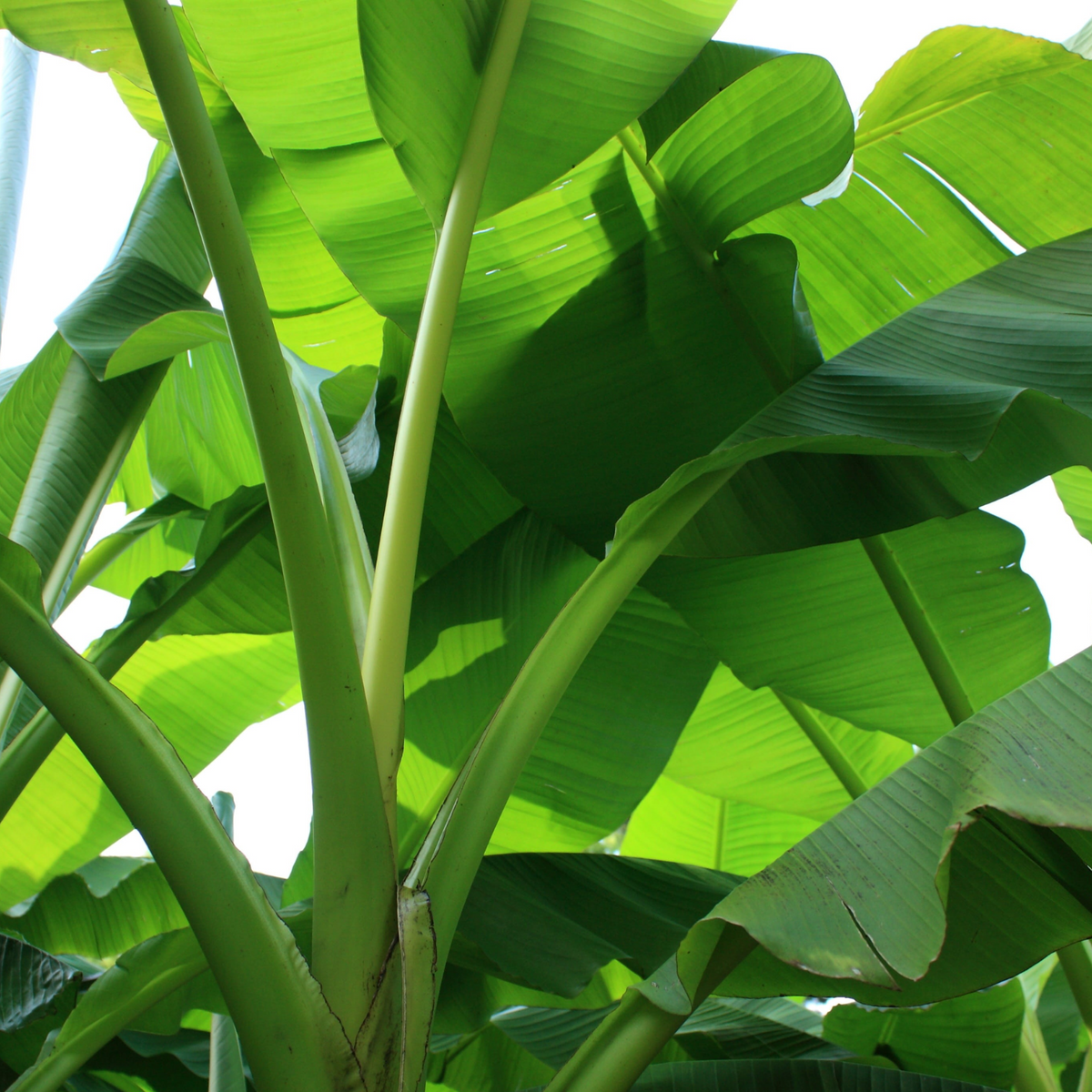 Plantain Banana/Nendra Banana (Musa paradisiaca) Fruit Live Plant (Home&Garden)