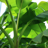 Plantain Banana/Nendra Banana (Musa paradisiaca) Fruit Live Plant (Home&Garden)