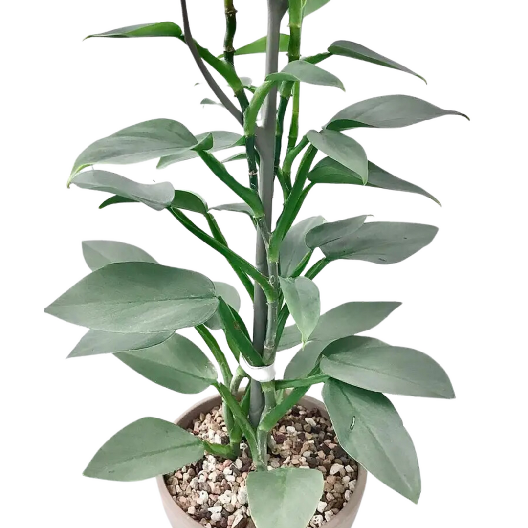 philodendron hastatum for sale Philodendron Silver(Philodendron hastatum)Ornamental Live Plant(Home & – Hug A Plant