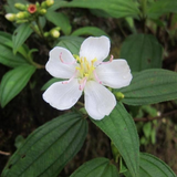 Melastoma (White) (Melastoma malabathricum) Flowering/Ornamental Live Plant (Home & Garden)