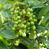 Matoa (Pometia Pinnata) Fruit Live Plant (Home & Garden)