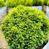Dwarf Murraya Miniature| Maramulla | Madhukamini (Murraya Paniculata) - Flowering/Ornamental Live Plant (Home & Garden)