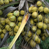 Srilankan Coconut Tree (Srilankan) (Cocus nucifera) Fruit Live Plant (Home & Garden)