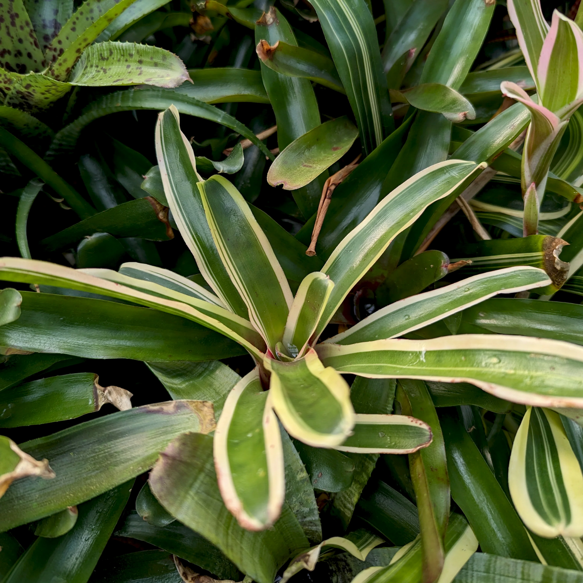 Bromeliad Neoregelia Fireball Variegated Plant Ornamental Live Plant (Home & Garden)