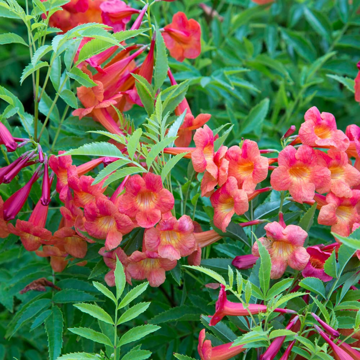 Red Tecoma / The Cape Honeysuckle (Tecoma capensis) Flowering/Ornamental Live Plant (Home & Garden)