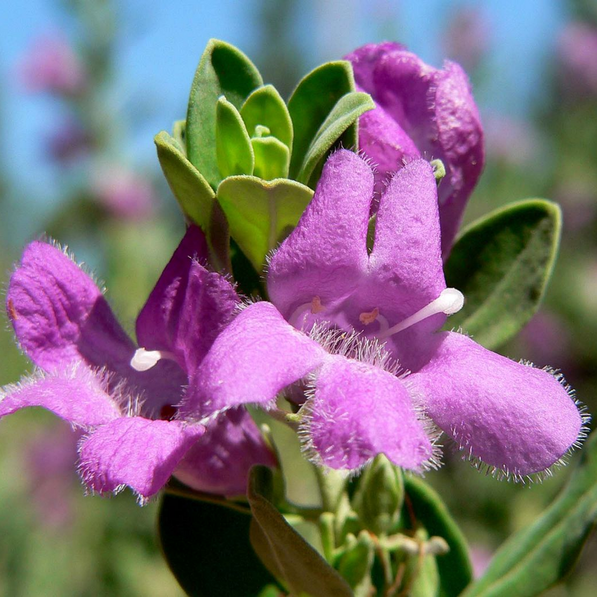 Nikodia / Texas Silver Leaf / Texas Sage or Texas Ranger (Leucophyllum Frutescens) Flowering/Ornamental Live Plant (Home & Garden)