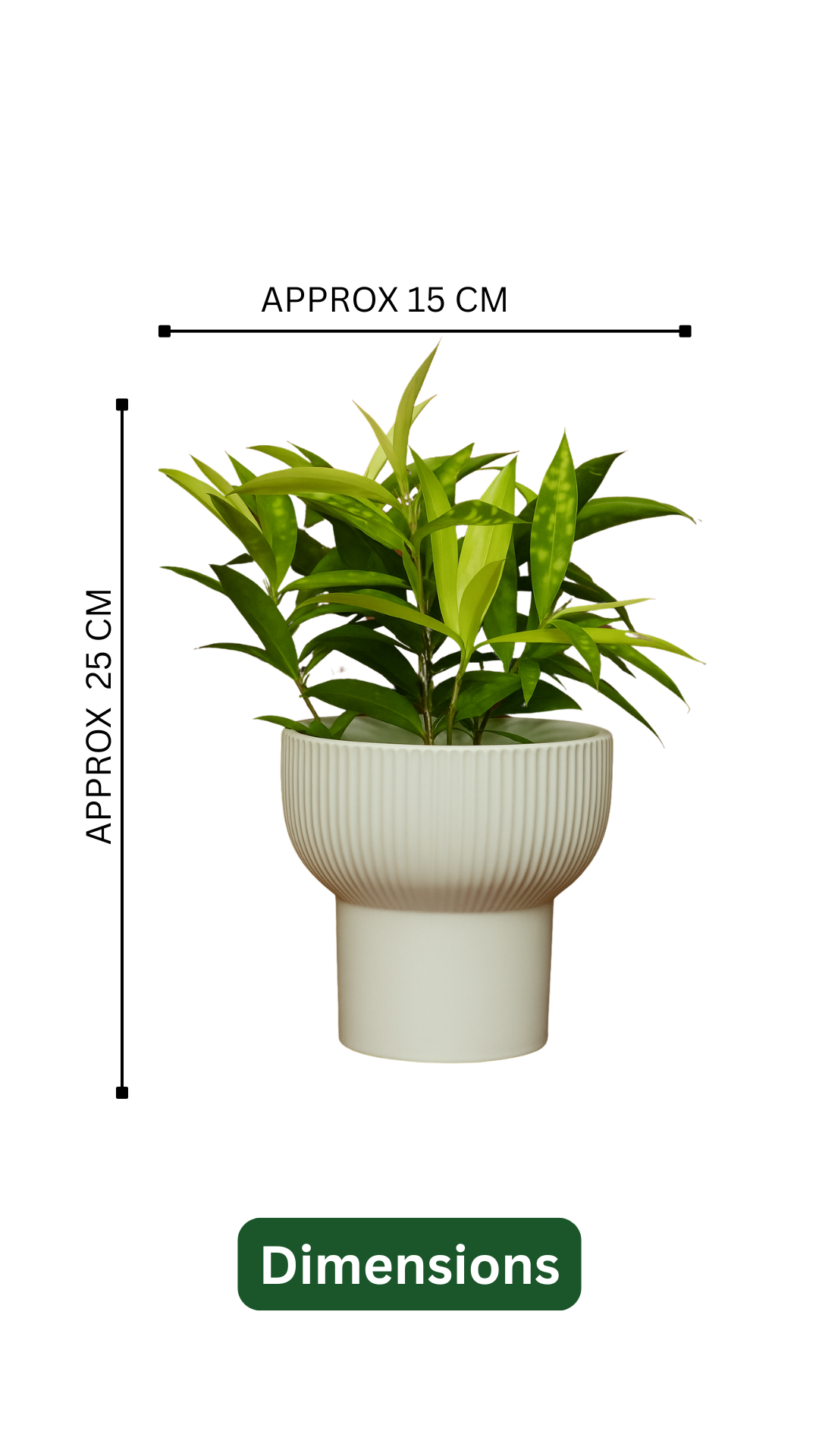 Milky Bamboo in Cute Ceramic Pot – Indoor Air Purifying Lucky Plant for Home & Office Décor