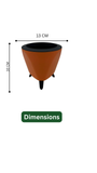 Hug A Plant | Syngonium Plant in Lagos 13cm Round Plastic Pot – Stylish Indoor Air-Purifying Plant