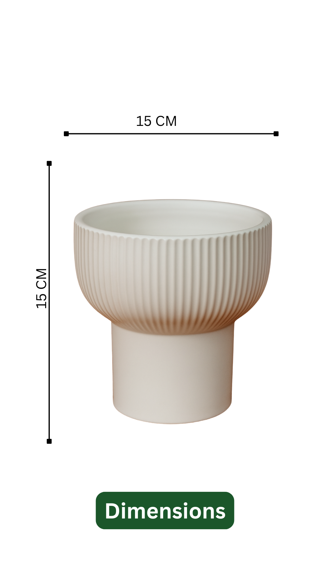 Milky Bamboo in Cute Ceramic Pot – Indoor Air Purifying Lucky Plant for Home & Office Décor