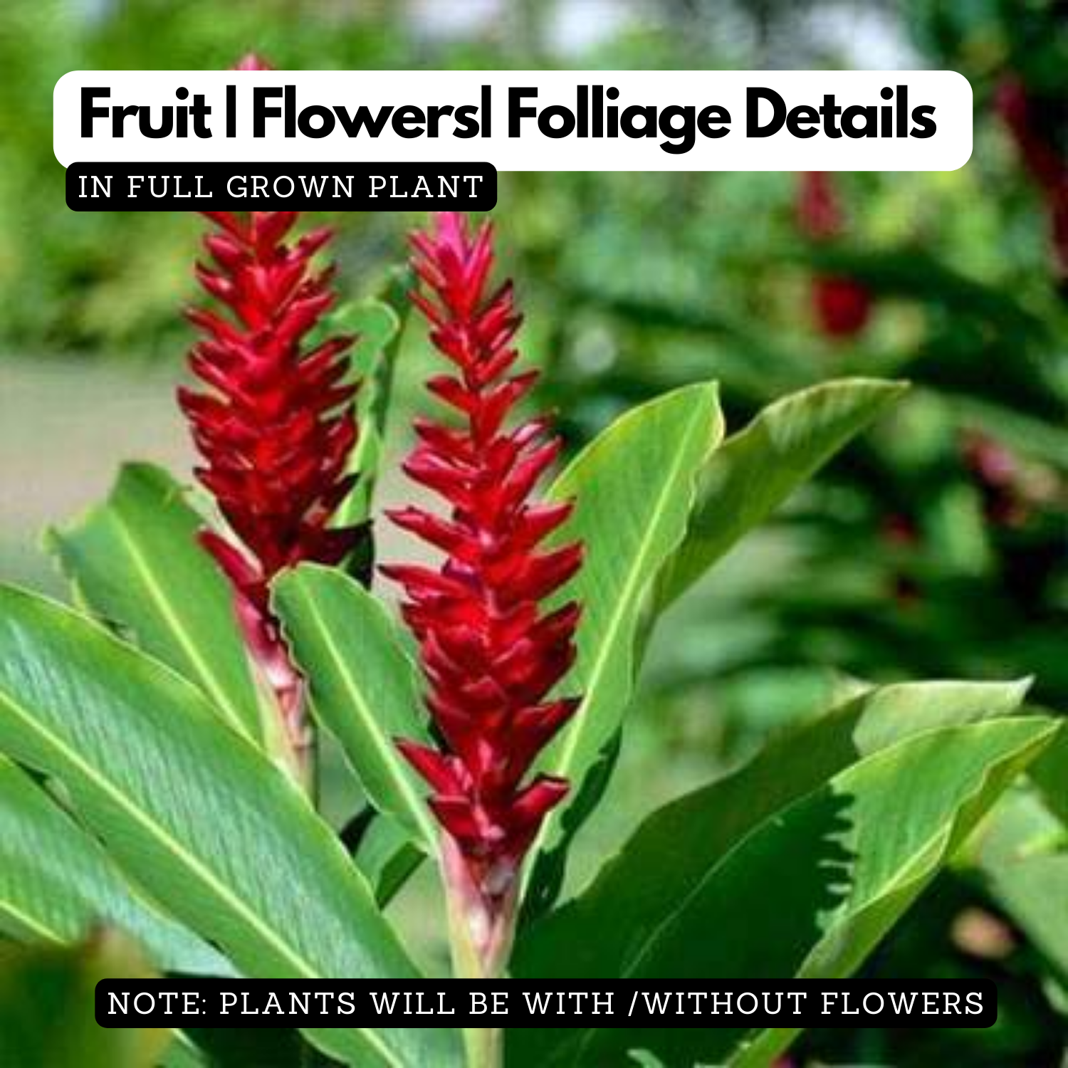 Alpinia Ginger (Alpinia purpurata) Medicinal / Ornamnetal Live Plant (Home & Garden)