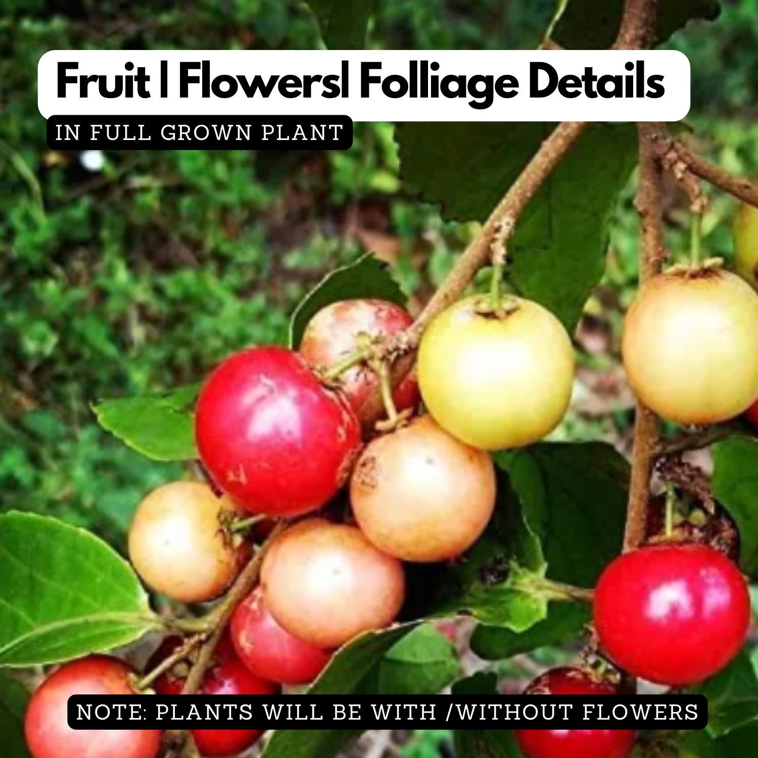 Sweet Luvikka / Lovlolika/  Sweet Loovy / Indian Coffee Plum (Flacourtia jangomas) Fruit/Ornamental Live Plant (Home & Garden)