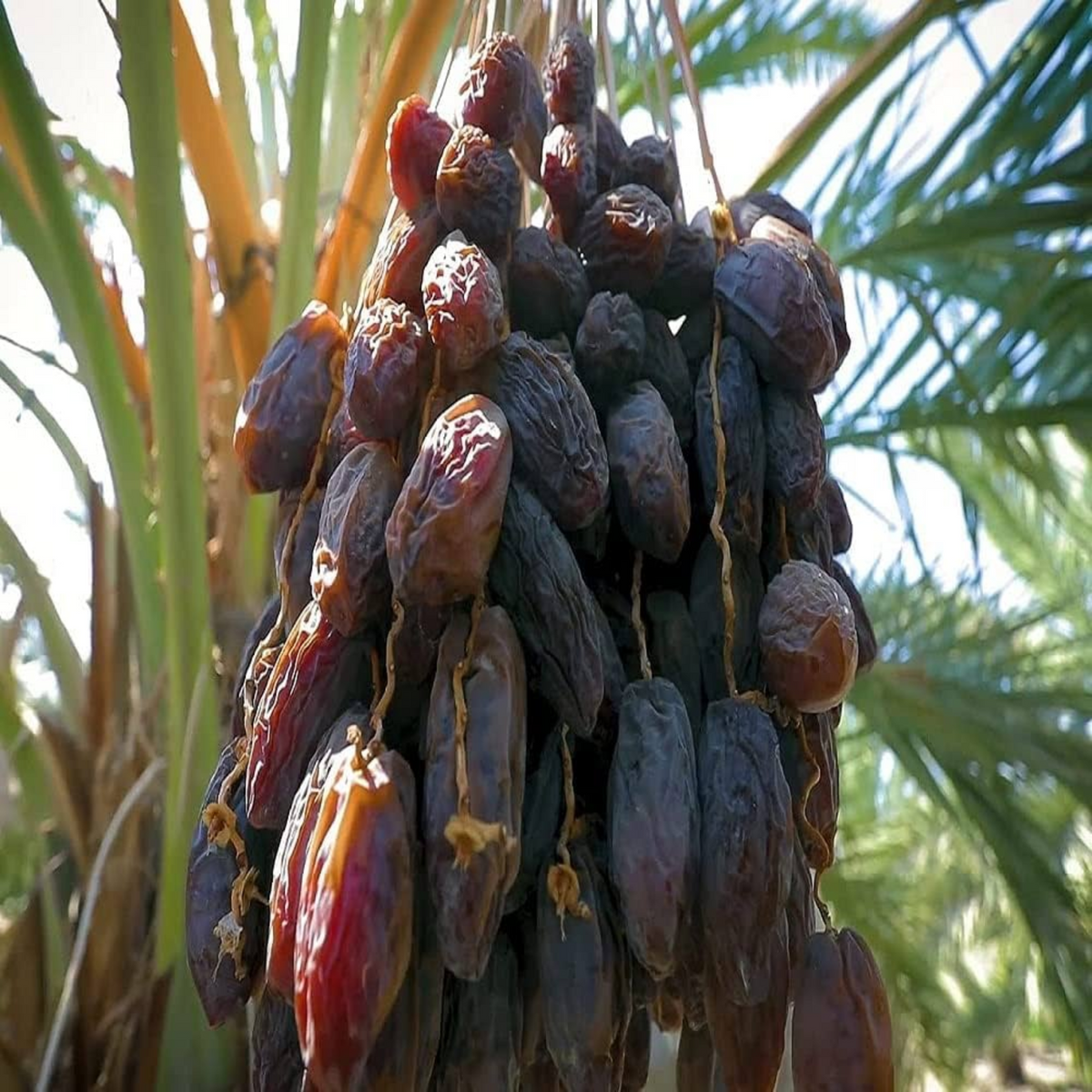Dates Palm(Phoenix dactylifera) Live Plant (Home & Garden)