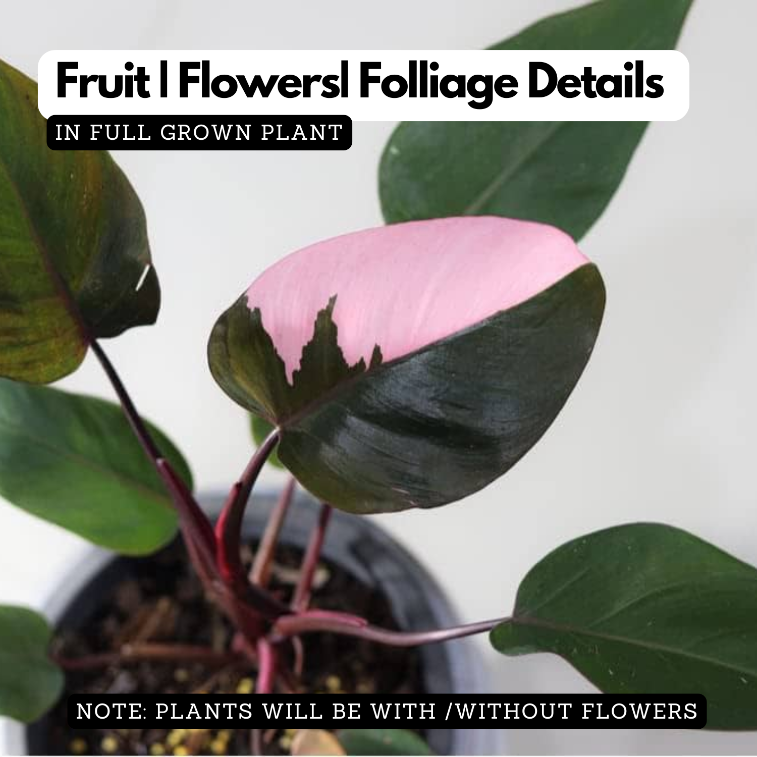 Philodendron Pink Princess - Live Plant with Hanging  (Home & Graden)