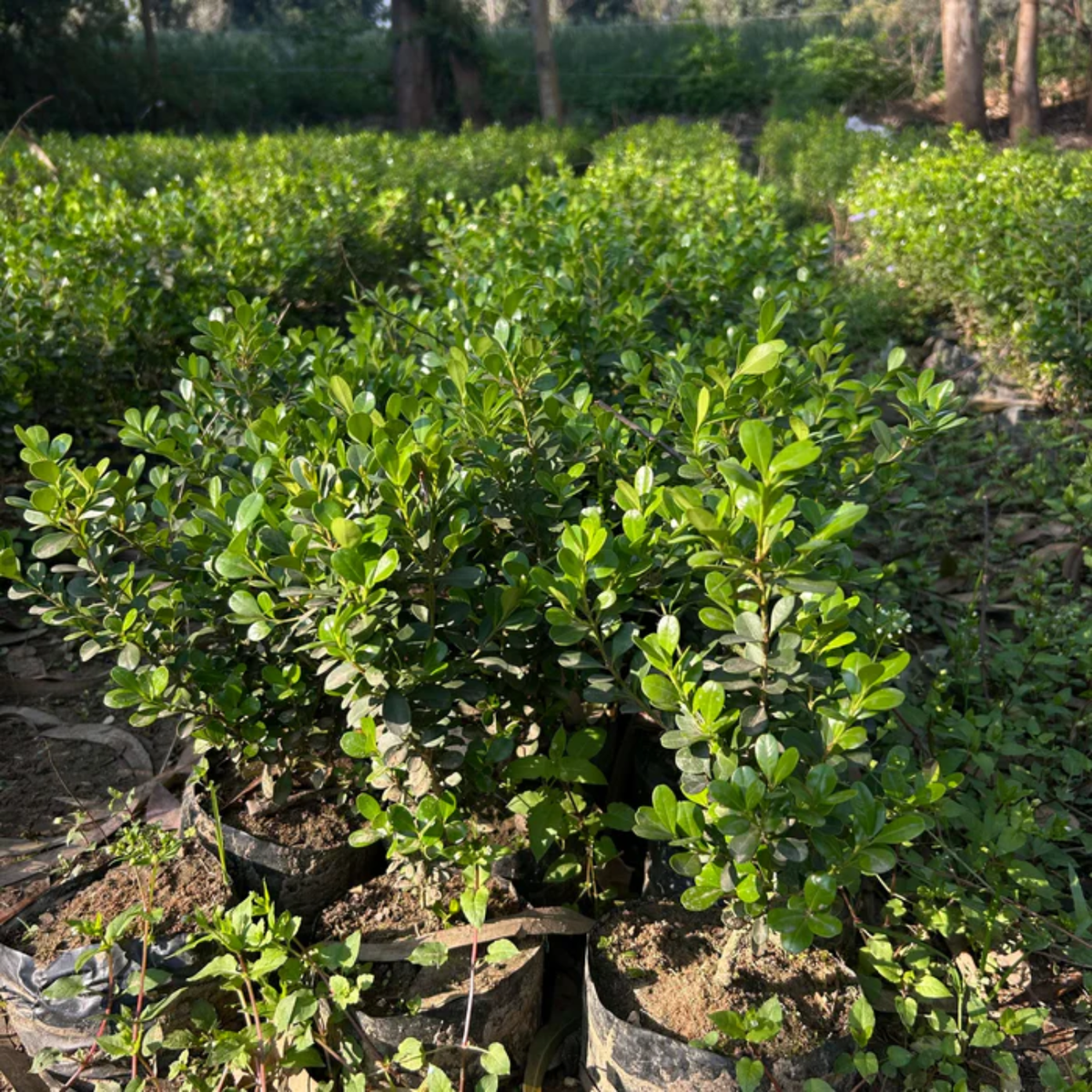 Boxwood Plant (Buxus) Live Plant | Evergreen Hedge & Topiary Plant | Outdoor Ornamental Live Plant (Home & Garden)