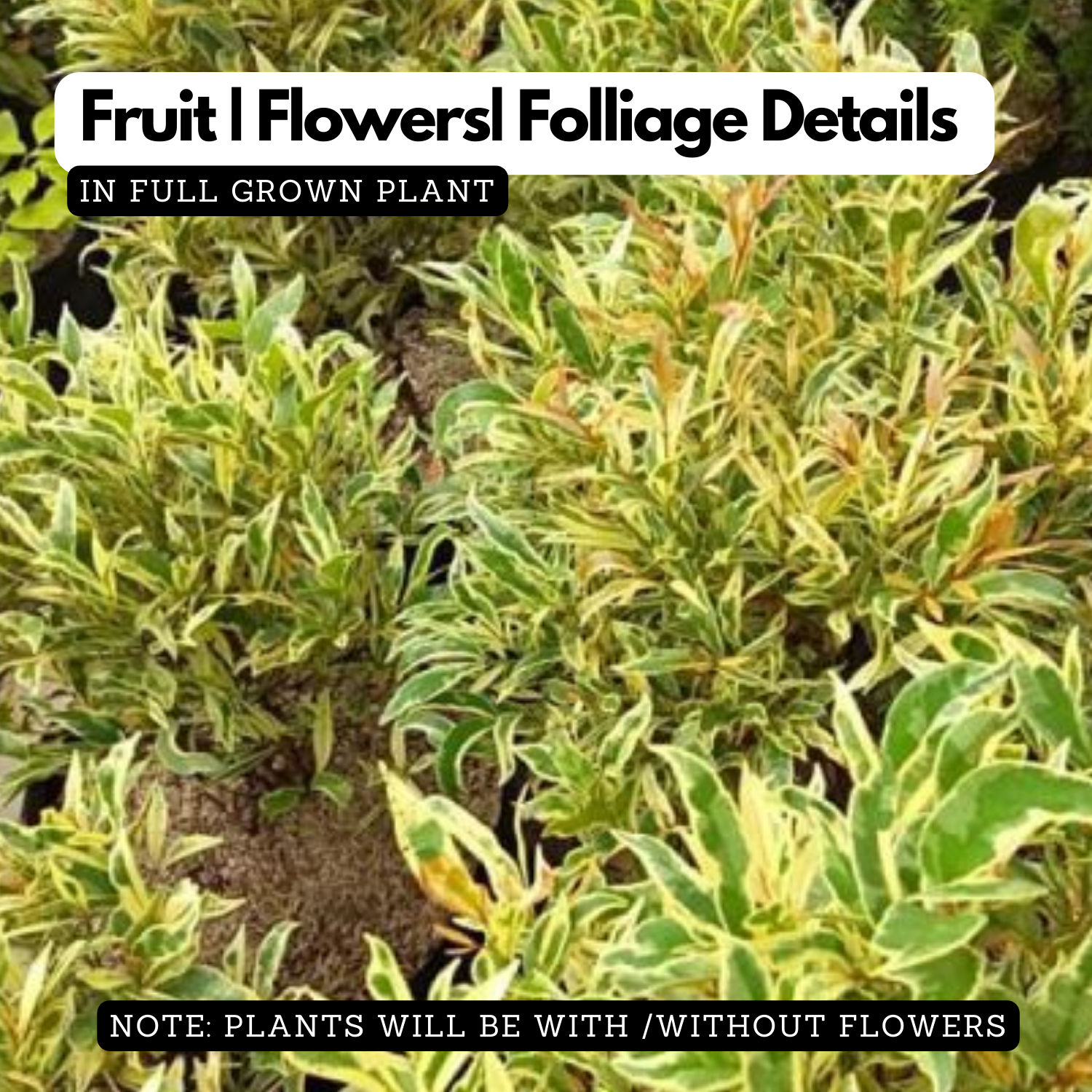 Euginea White (Syzygium Gratum) Ornamental Live Plant (Home & Garden)