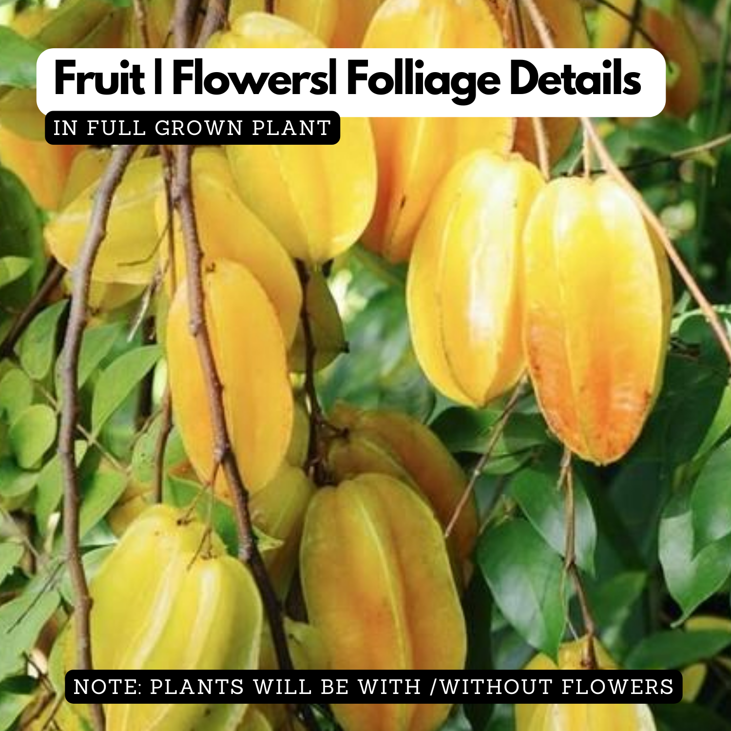 Star Fruit (Averrhoa carambola) Fruit Live Plant (Home & Garden)