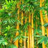 Golden Bamboo (Phyllostachys aurea) Live Plant (Home & Garden)