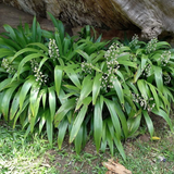 Dove Tail Orchid (Xiphidium caeruleum) Flowering/Ornamental Live Plant (Home & Garden)