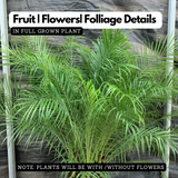 Phoenix Palm / Pygmy Date Palm (Phoenix roebelenii) Ornamental Live Plant (Home & Garden)