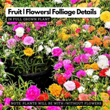 Pathumani Plant / Moss Rose / Portulaca / Ten o'clock flower Flowering Live Plant (Home & Garden)