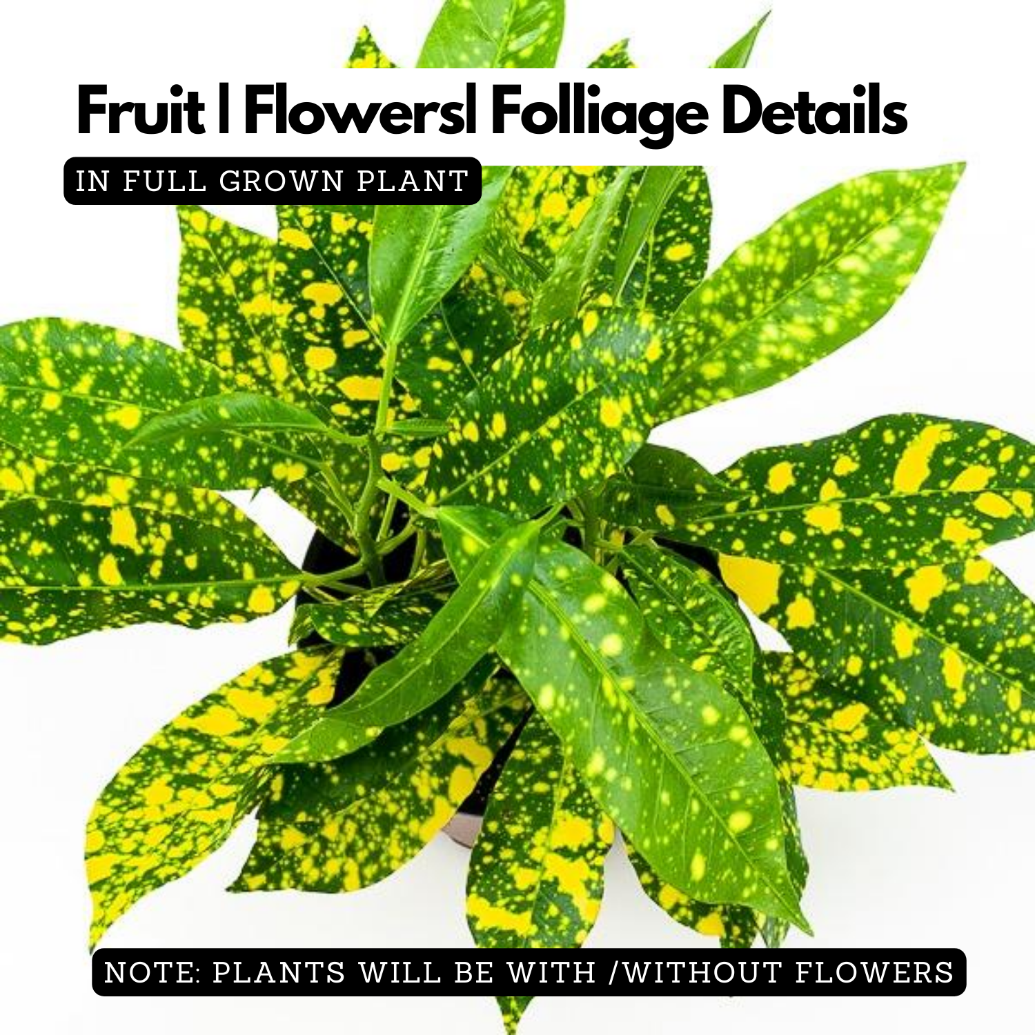 Gold Dust Croton / Codiaeum variegatum Ornamental Live Plant (Home & Garden)