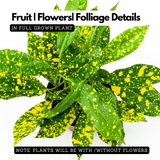 Gold Dust Croton / Codiaeum variegatum Ornamental Live Plant (Home & Garden)