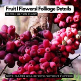 Jambu Bira Fruit (Syzygium Sp) Seedling Fruit Live Plant (Home & Garden)