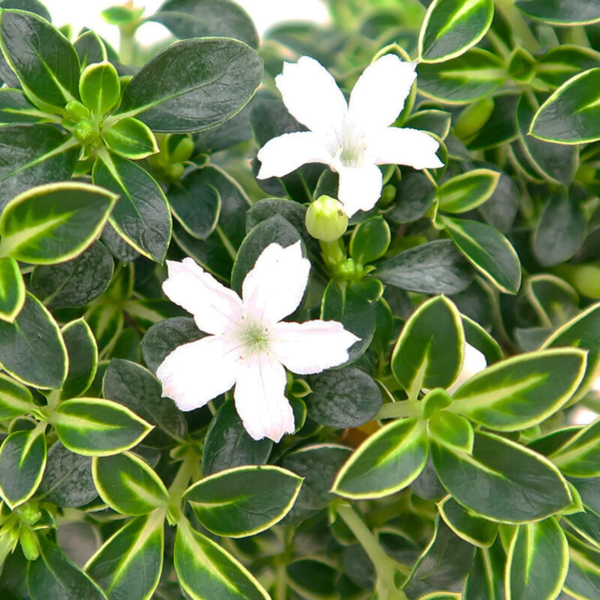 Snow Rose Variegated Live Plant (Serissa Japonica) | Miniature White Flowering Shrub | Ornamental Plant for Home & Garden