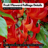 Red Jade Vine (Mucuna Bennettii) Flowering | Ornamental| Medicinal Creeper Live Plant (H&G)