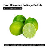 Seedless Lemon  (Citrus limon) Fruit/Ornamental Live Plant (Home & Garden)