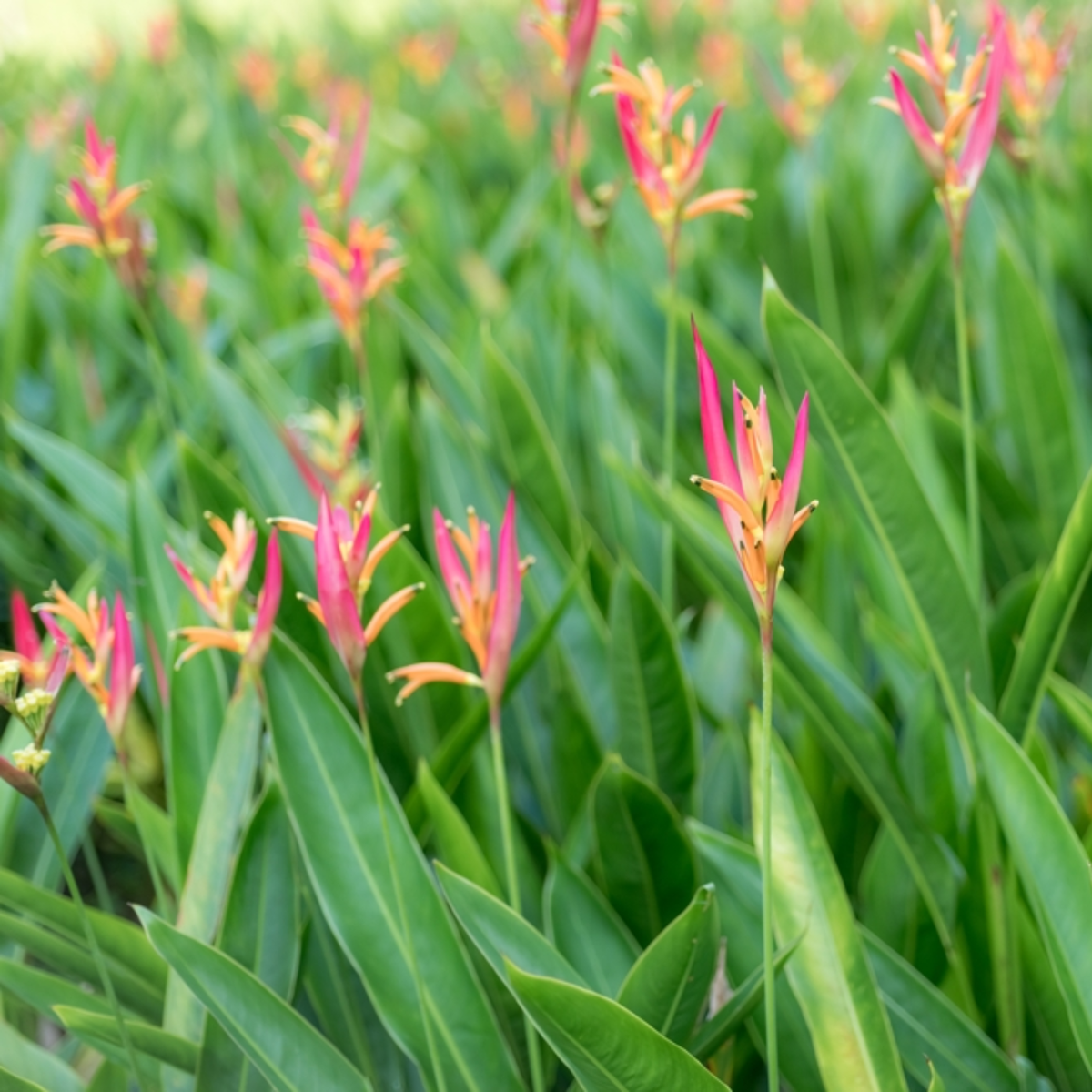 Heliconia Sassy Pink (genus Heliconia) Flowering/Ornamental Live Plant (Home & Garden)