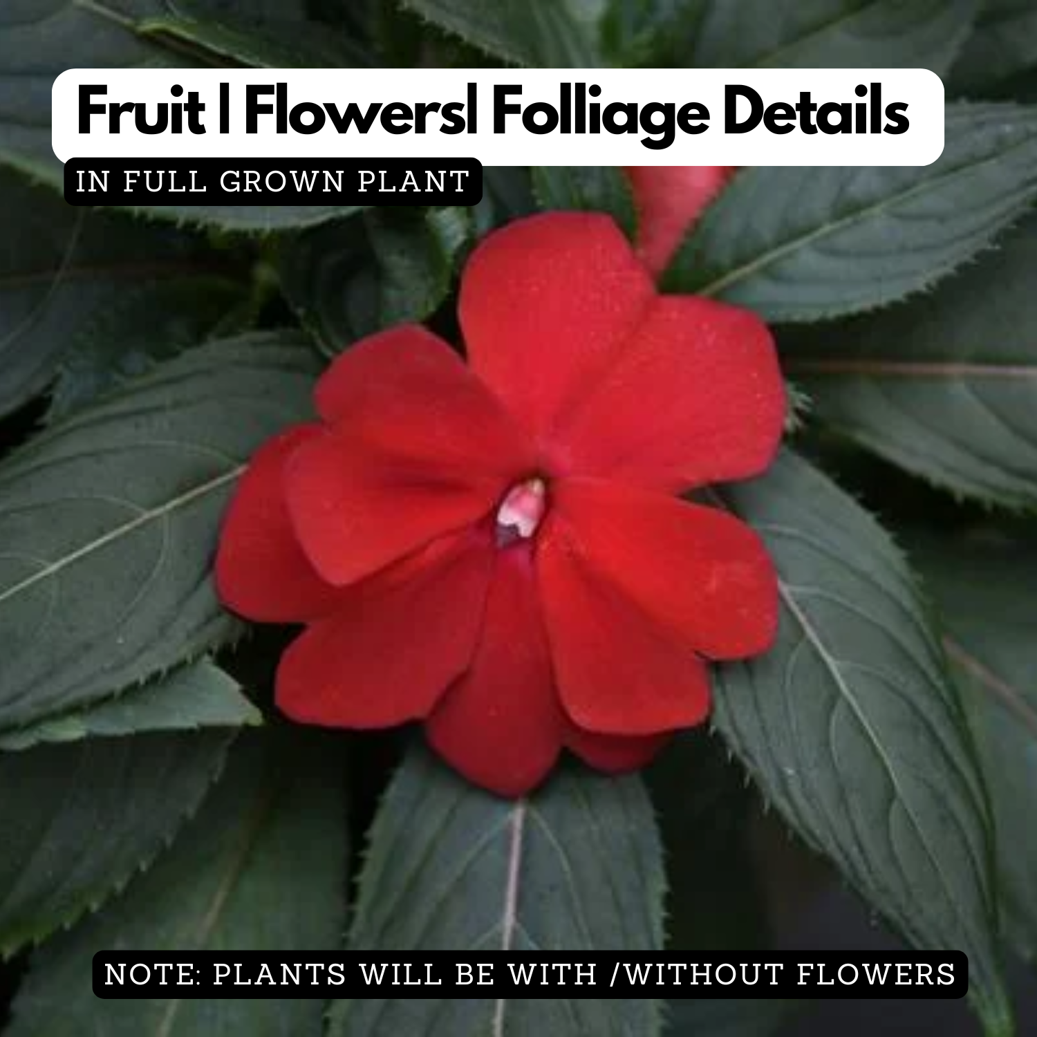 Impatiens/Touch-me-not/Balsam Flowering Live Plant (Home & Garden)