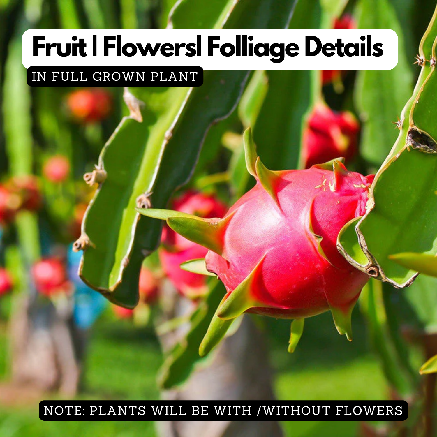 Dragon Fruit / Red-fleshed pitahaya Fruit Live Plant (Home & Garden)