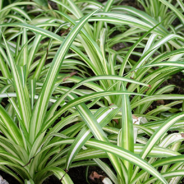 spider plant price in india Spider Plant (Chlorophytum comosum) Ornamental Live Plant (Home & Gard –  Hug A Plant