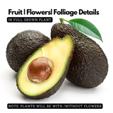 Avocado Fruit TKD1 / Butter Fruit ( Persea americana ) Fruit Live Plant (Home & Garden)